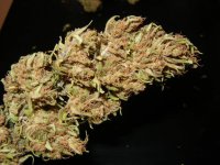 Nevilles Haze Nl 013.jpg