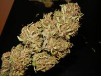 Nevilles Haze Nl 014.jpg