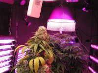 Three plants are hiding in a row behind the sativa in front.jpg