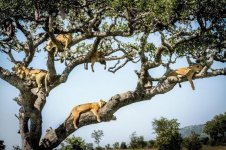 Serengeti lions (1).jpg