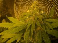 Week 4 blue cheese big buddha flyer seed