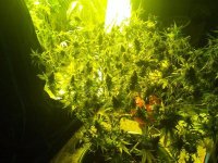 Blue cheese 1 in the hall. Just got her haircut. Flame defender on floor behind plant