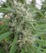 New Malawi Killer bud2 16th October.jpg