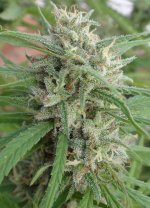 New Malawi Killer bud 16th October.jpg