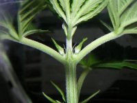 female seedling.jpg