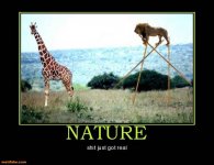 nature lion demotivational posters 1312795798