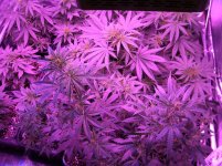 Lemon Haze Auto W6 from seed 75cm.jpg