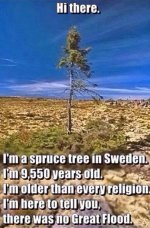 Spruce.jpg