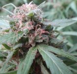 Zamaldelica VP matured bud 18 Octubre 2015.jpg