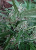 Zamaldelica VP not matured bud 18 Octubre 2015.jpg