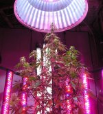 Auto Euforia at 46 days.  10,000K bulb at 600w, 6 LED bars at 50w, 3 T8 UVB bulbs at 32w comes o.jpg