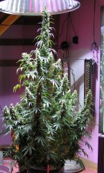 Auto Euforia at 81 days looks to have two to three weeks left.  The breeder calls for 70-80 days.jpg