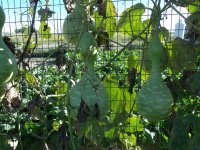 bottle gourd.jpg