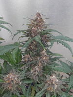 Red Strawberry Banana | Sweet Seeds