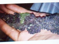 MCHOACAN PURPLE 004.JPG