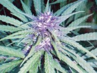 MCHOACAN PURPLE 005.JPG