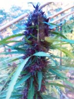 MCHOACAN PURPLE 010.JPG