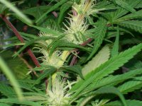 GRAPE AND HAWAIIAN SATIVA 012.JPG