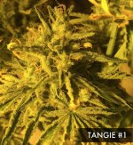 tangie 1.jpg