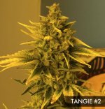 tangie 2.jpg