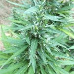 (AutoZam x GT 3) x Zamal A 75% forth pheno_also ruderalis-sativa type.JPG