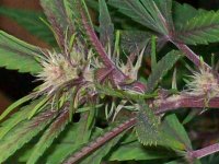 PURPLE MICHOACAN SATIVA 007.JPG