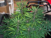 PURPLE MICHOACAN SATIVA 016.JPG