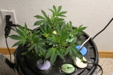 gg4 dough g clones week 3 - Copy.jpg