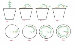 Cannabis-Low-Stress-Training-Cannabis-Circle-of-Life-1024x616.jpg