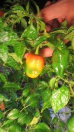 peppers and stuff 005.jpg