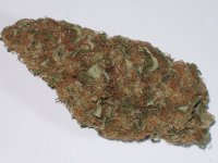 ACAPULCO GOLD 038.jpg