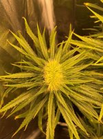 amnesia kush - 7 flowering weeks.jpg