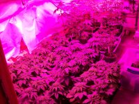 GROW LED BUSH 002.JPG