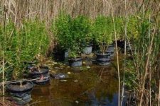 Secret-pot-garden-found-floating-on-Hungarian-lake.jpg