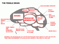 female brain.gif