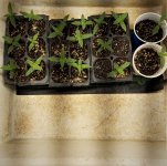 c99 seedlings.jpg