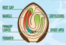 Inside_the_Cannabis_Seed.png