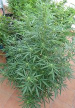 Malawi Killer starting to flower 3rd week of September.jpg