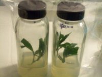 TISSUE CULTURE 002.jpg