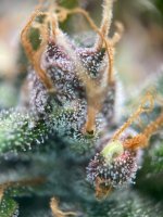 Jun11-bud3-2.jpg