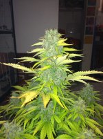 Rhino Ryder grown in soil(Fast Buds).jpeg