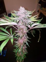 Smooth Smoke purple pheno (Tropical Seeds Company).jpg