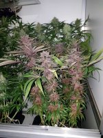 Smooth Smoke purple pheno (Tropical Seeds Company) 2.jpg