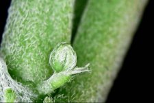 hermie-male-preflower-with-two-pistils.jpg