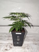 Verdant Green White Rhino x Bubba Kush 20230812 (1).jpg