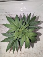 Verdant Green White Rhino x Bubba Kush 20230812 (2).jpg