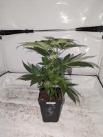 Verdant Green White Rhino x Bubba Kush 20230820.jpg