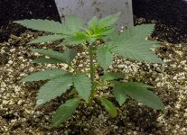 Day 30 CBD 20 Aug 2023.jpg