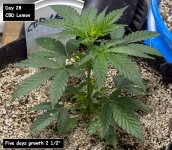 Day 35 CBD 26 Aug 2023.jpg