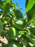 Hachiya.persimmons.jpg